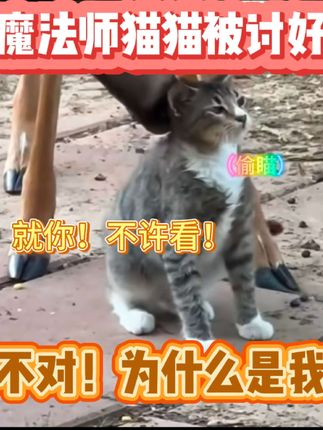 猫和其他动物都是我们的好朋友!记得在去动物园的时候不要随意投喂小动物哟!不然的话他们吃了不能吃的会生病的!我们都要好好爱护它们!#搞笑 #配音 #动物