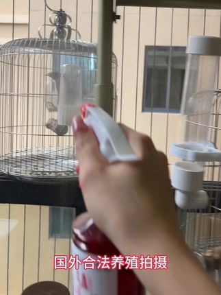 #养鸟经验分享 养鸟必驱虫