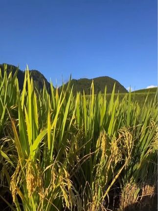 吃苗家香米感受苗家异域风情吧#农村生活 #我的农村生活 #记录真实生活