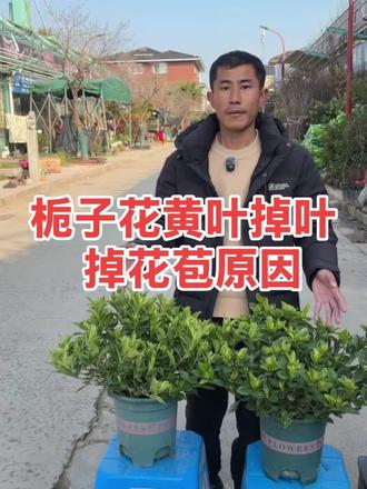 栀子花黄叶,掉叶,掉花苞,叶子发黑,烂根,闷根原因和解决办法 #栀子花黄叶掉叶的原因及处理方法 #栀子花黄叶 #栀子花 #栀子花养护#养花小知识