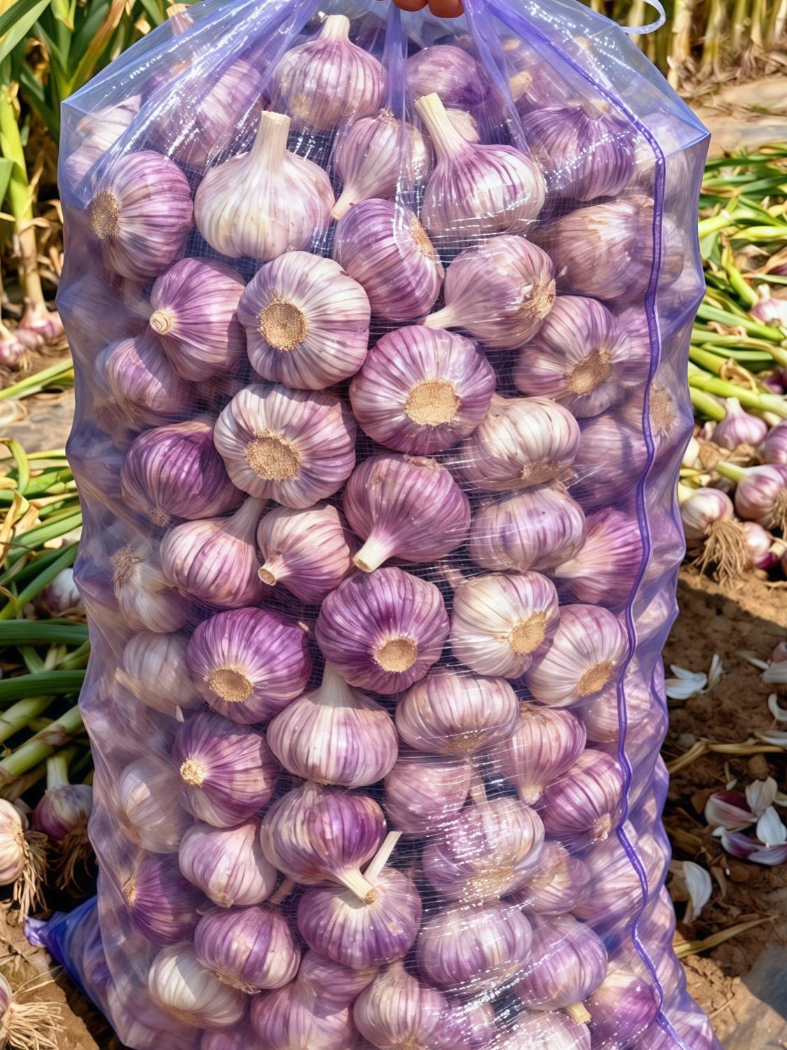 【山东紫皮干大蒜|品质农产 产地直供 实惠优选】 甄选山东紫皮干大蒜,蒜香浓郁,瓣大饱满。作为优质农产,产地直发,性价比拉满,是厨房调味的好帮手~ #紫皮干大蒜 #紫皮大蒜头 #优质农产品 #产地直发 #实惠优选