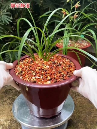兰花铺面石#高端大气 #种兰花我是认真滴 #兰花 #兰花日常管理