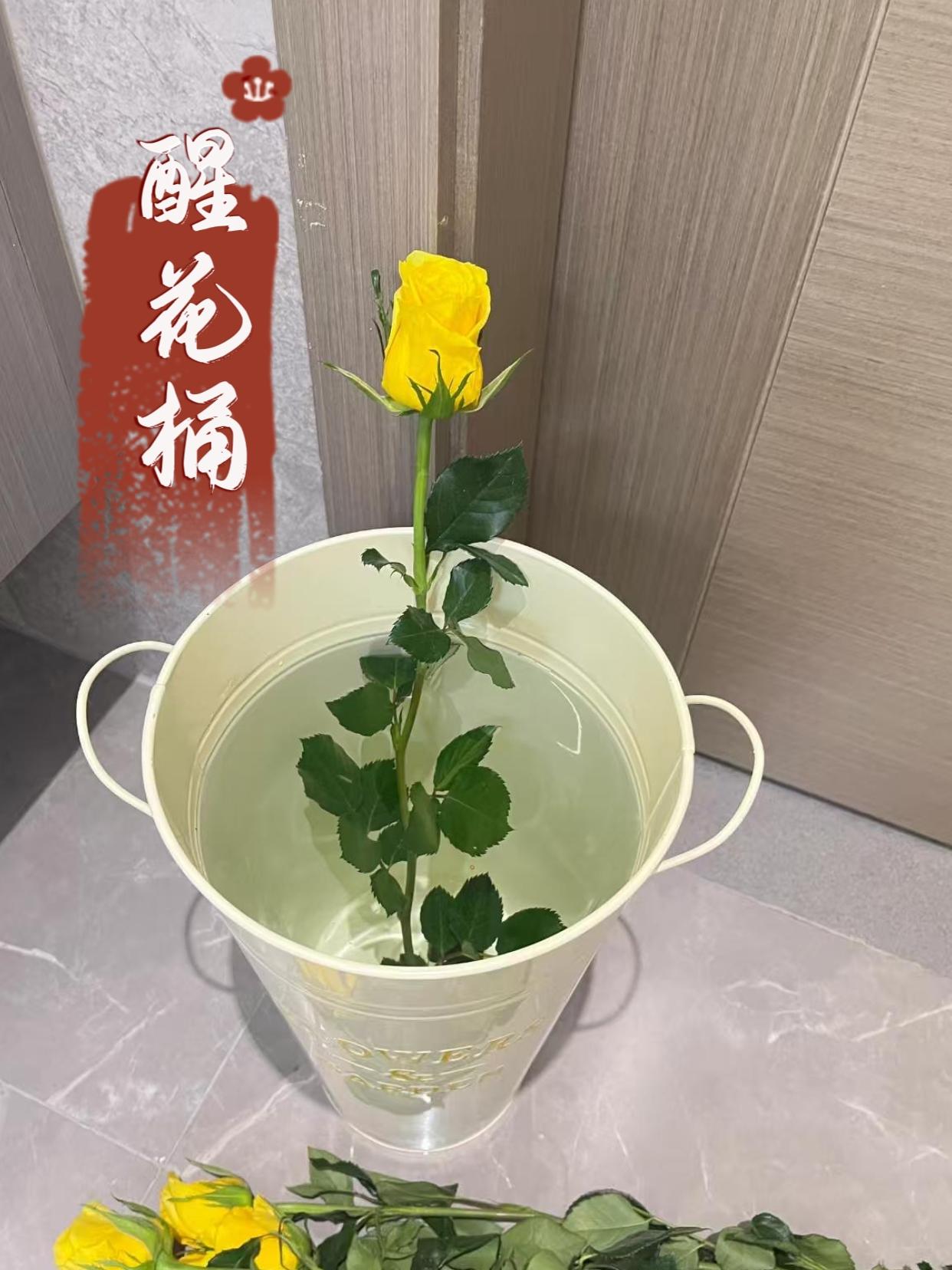 醒花桶~4. 为什么别人的鲜花能开两周?秘密可能在醒花这一步!这款醒花桶专为鲜花“补水急救”设计,大容量能容纳多束花材,深水位直达花茎底部,唤醒沉睡的活力。不管是网购鲜花还是刚剪的鲜切花,泡一泡,立马精神起来,花期悄悄延长~#醒花桶#爱生活爱养花 #花与生活 #好物推荐🔥