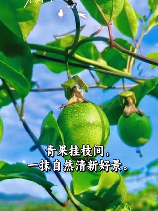 好山好水出好果, 百香浓郁甜心窝 ——武平百香果  #优质农产品 #自家果园 #我的乡村生活 #黄金百香果