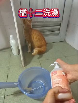 #橘猫 #猫咪的迷惑行为 #被迫营业的猫猫 #猫咪洗澡乖乖的 #记录猫咪日常