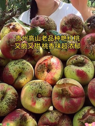 贵州老品种艳红桃土桃子,没有嫁接改良过,还是小时候吃过的味道,又脆又甜又香巨好吃#贵州艳红桃 #土桃子 #贵州家乡味道 #优质农产品