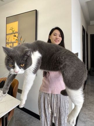 道理我都懂,但是猫怎么这么大?? #你难道不想拥有一只猫咪吗 #抖in萌宠计划 #万物可爱计划 #铲屎官的迷惑行为 #猫咪