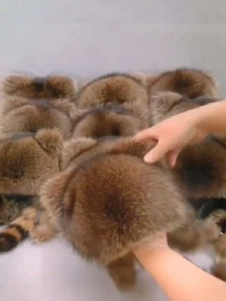 网红小浣熊帽子毛绒护耳帽秋冬季时尚防风保暖男女儿童百搭帽子#也太可爱了吧 #小浣熊巾帽子#儿童百搭帽