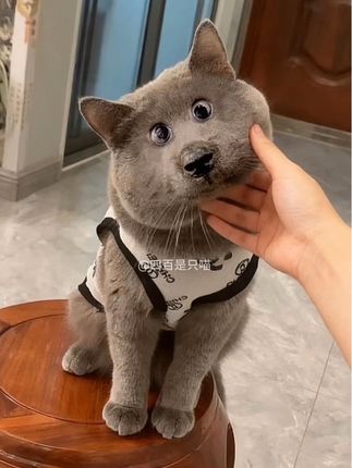 #宠物玩具 #猫玩具