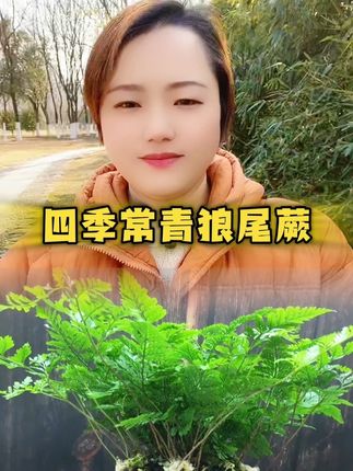 #狼尾蕨 #狼尾蕨蕨类植物 #花卉绿植 #绿植盆栽 #狼尾蕨怎么养