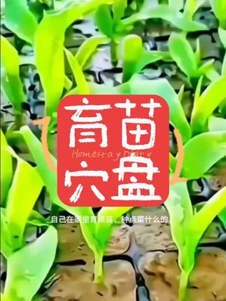 育苗穴盘育苗盘加厚PVC蔬菜多肉芽菜扦插盘辣椒秧苗盘草莓育苗盆