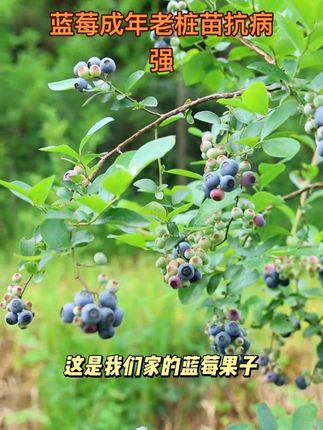 素雅基地成年老桩苗 抗病强有不喜欢小苗慢慢长大的可以选择我们成年老桩苗带果带原土球发货到你家哈 #我的乡村生活 #优质农产品 #园艺 #蓝莓 #蓝莓种植