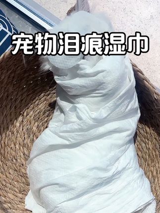 猫咪就该这么精致,幸福,懒洋洋,用湿巾护理眼角干干净净#记录猫咪日常 #小奶猫 #宠物泪痕湿巾 #湿巾