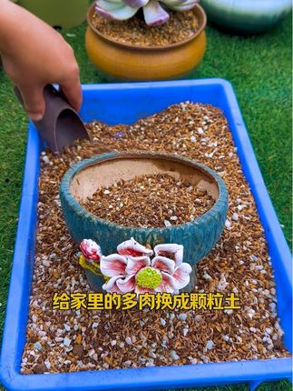 9.9就有12斤#多肉颗粒土 一袋就包邮!#多肉养护 #多肉植物养护 #爱生活爱养花  #创作灵感