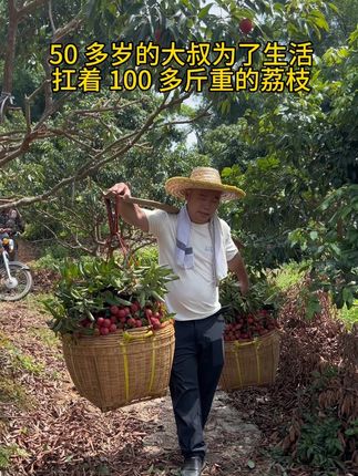五十多的大叔,肩上扛着百斤荔枝也扛着家 #果农的生活 #仙进奉荔枝 #果农不易 #坚持