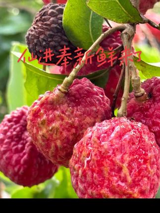 你的荔枝使来了#水果 #荔枝 #,快来一起尝个鲜 仙进奉荔枝#大自然的馈赠舌尖上的美味