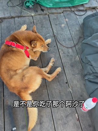 台风打来三个猫叫桦、加、沙