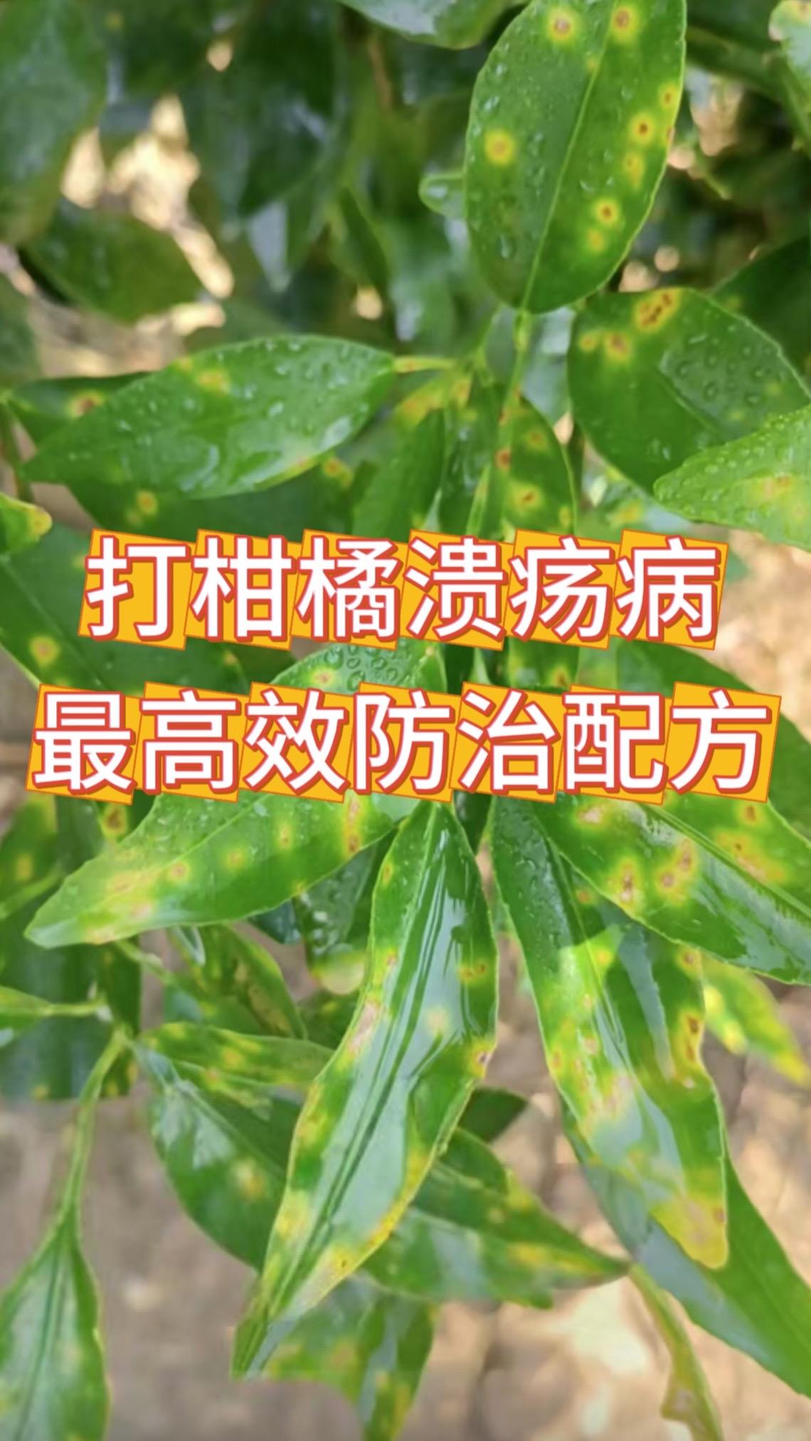 只需一个配方,溃疡病一季不再来。#柑橘种植 #柑橘种植技术 #柑橘溃疡病 #柑橘高产管理 #抖音助农