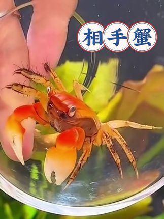 鱼缸养相守蟹,颜值在线还能清洁水质,不用频繁换水也能水质清澈!#养鱼日记 #相守蟹#新手养鱼 #抖音推广 #萌宠出道计划 @DOU+上热门 @DOU+小助手 @抖加🔥上热门🔥dou+🔥热点宝
