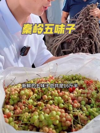 #抖音新农人 #源头好货 #新鲜采摘 2025秦岭野生五味子当季新鲜水果#快来一起尝个鲜 现摘现发泡酒泡茶顺丰包邮#强烈推荐