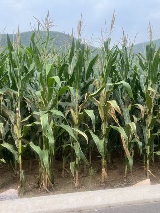 #新农人计划2025 #我的农村生活 #抖音助农 #农民不易 父辈对土地的执念也许是我们不能理解的,他们的愿望很普遍,春耕下种,秋收冬藏,无非是想通过勤劳把生活过成踏实的模样,可,可事与愿违啊