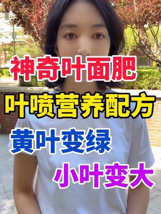 神奇叶面肥叶喷营养配方黄叶变绿小叶变大#农业种植 #农业知识 #果树 #瓜果蔬菜 #种植小技巧