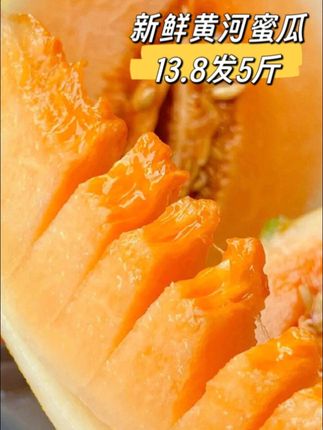 黄河蜜瓜产地大丰收了!便宜给您发一箱!#沙漠蜜瓜#黄河蜜瓜#蜜瓜#民勤蜜瓜#超便宜超划算