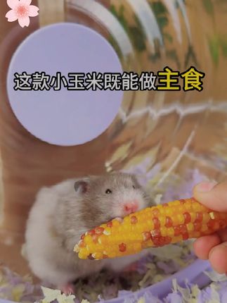 刷到就是缘分,卡诺仓鼠磨牙小玉米#卡诺 #仓鼠磨牙 #仓鼠小玉米 #新手养仓鼠 #萌宠出道计划