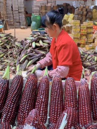 云南新鲜黑紫水果玉米甜玉米新鲜现摘紫色水果玉米棒苞米代餐玉米