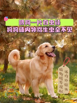 #养狗经验分享 #养狗小知识 #萌宠推荐官 #萌宠出道计划 #科学养宠攻略