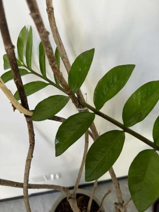 #粉扑推荐 #粉扑 #软粉扑