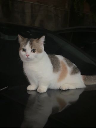 😡囊囊囊😡囊囊囊😡囊囊囊😡囊囊囊😡囊囊囊#猫咪🐈 #萌宠#囊囊囊之歌