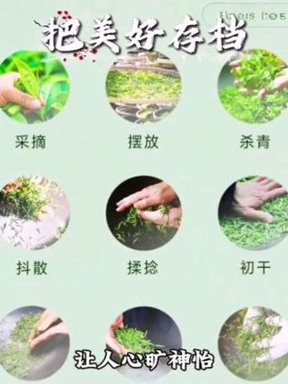2025年新茶贵州茶叶 湄潭毛峰 春季雨前茶 浓香型