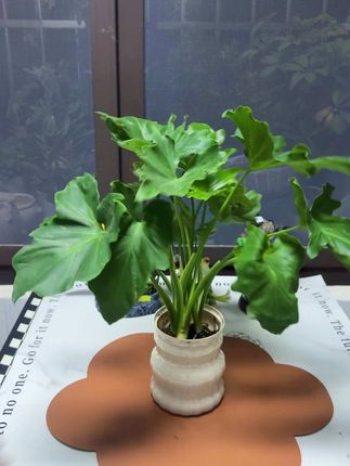 #春羽 又叫小天使,是一款好看又好养的#水培植物 ,四季常绿,水培土培都可以,干净好养,你也快来试试吧,