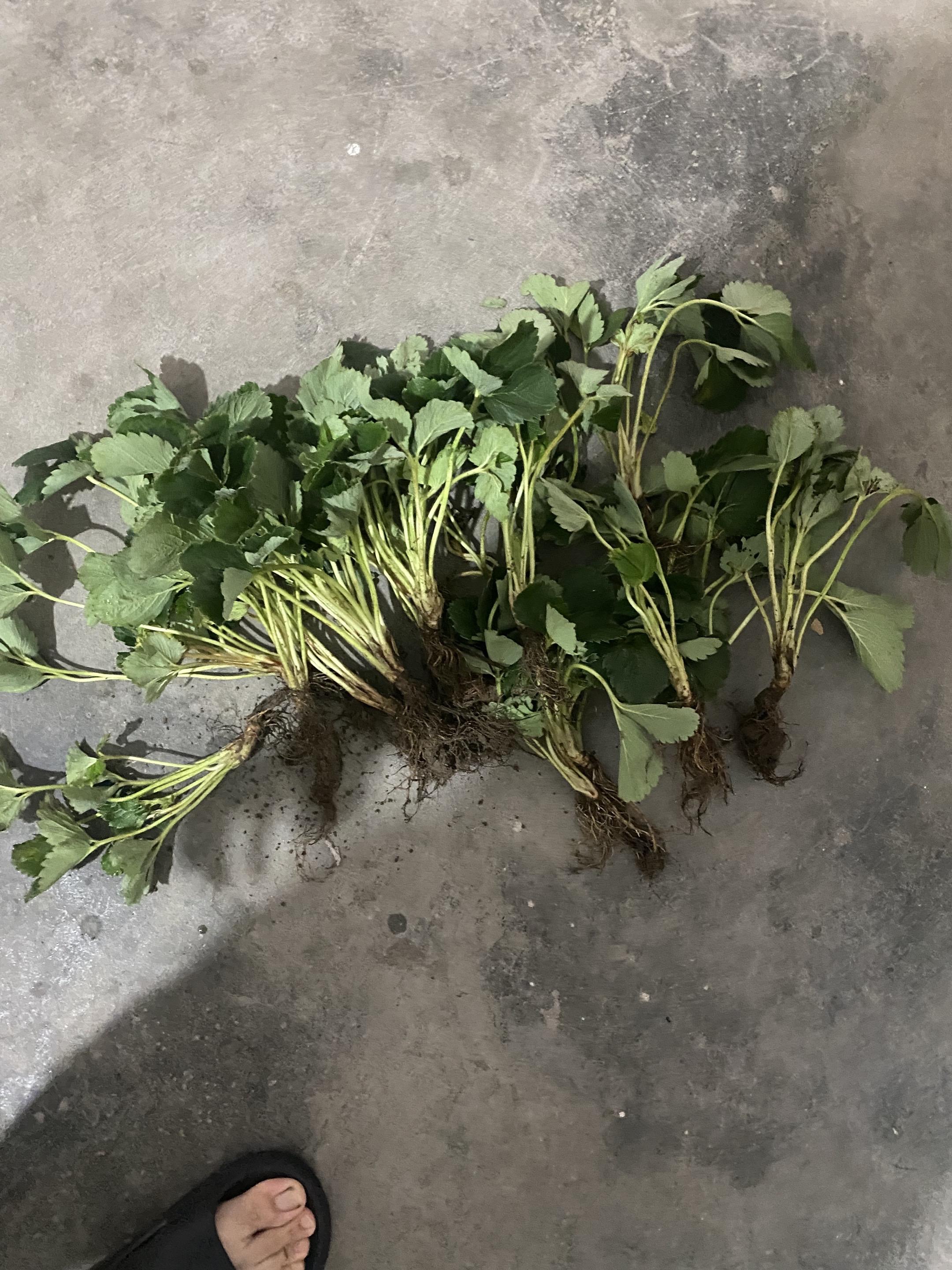 物流包装:这个确实好,而且价格实惠 新鲜度: 挺新鲜的希望能收获到草莓的幸福快乐时光#我在抖音买买买