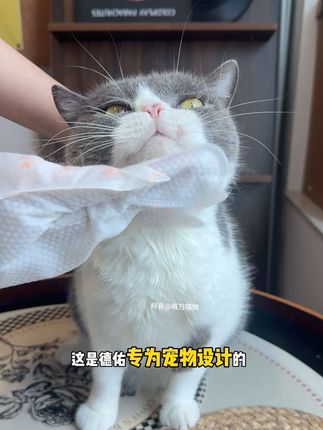 宠物用品赛道文案素材 - 就用这个擦,我家猫一个月不洗澡也不脏! 多亏了德佑新出的宠物免洗手套~#猫咪清洁手套 #猫咪洗澡 #德佑宠物免洗手套 #养猫经验分享 #养宠好物 - 萌万喵物作品