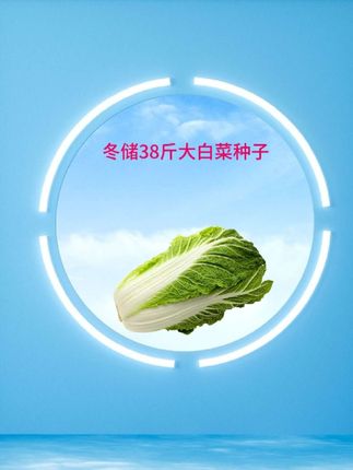 快入秋了,你大白菜种子买了没有?#大白菜种子
