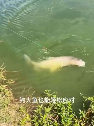 给好友们上一款贾东普混世魔王福杖鱼竿来了~手感好 腰力足~超轻超硬度抢鱼飞磕钓鱼竿~现在价格实惠~有想法的好友们~赶紧入手哦!#钓大鱼的方法和技巧 #钓鱼竿 #渔具用品