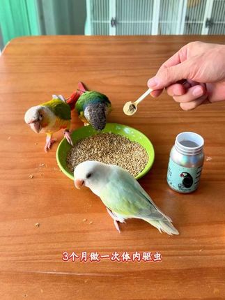 鹦鹉定期做体内驱虫很重要 寄生虫严重影响鸟宝健康,用这种植物提取的驱虫 安全放心!😃#鹦鹉驱虫 #鹦鹉寄生虫 #鹦鹉体内驱虫