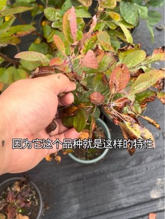 红栌黄栌夏天不耐暴晒,要及时遮光 #花卉植物