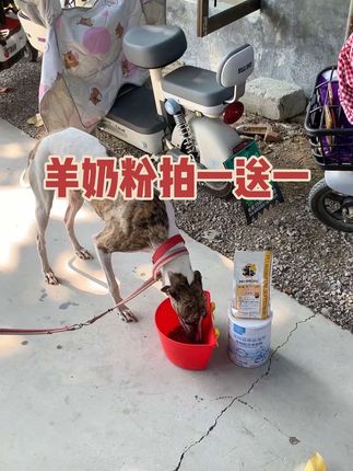 #实战猎犬 #猎兔犬 #猎犬 #细狗 #猎犬热爱