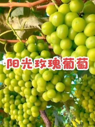 #创作灵感 #优质农产品 #阳光玫瑰葡萄 #口感好 #纯天然绿色食品