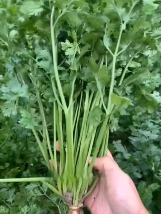 耐热香菜,凉拌热炒,做汤饭,涮火锅都很攒劲,家里有巴掌大点的地方都能种,随便撒下一些种子,就能发芽,随吃随摘很方便#四季耐热香菜种子 #香菜种植 #三农