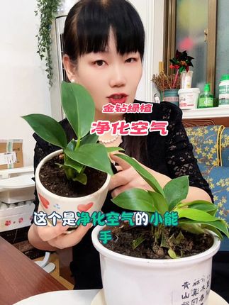 #花卉绿植 一款净化空气的盆栽放在家里不但好看还能产生氧气#净化空气 #室内绿植 #自用好物推荐 #家庭养花  广告