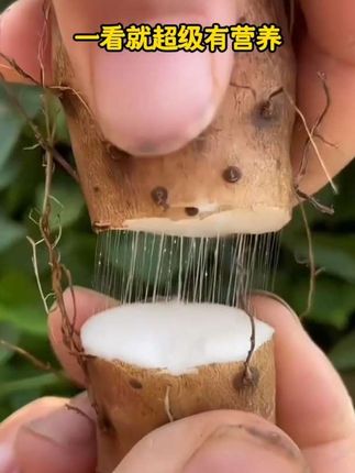 “民以食为天,山药绵长如诗。”   铁棍山药,软糯香甜,入口即化,回味无穷~✨🍲#快来一起尝个鲜 #铁棍山药 #软糯香甜 #太好吃了