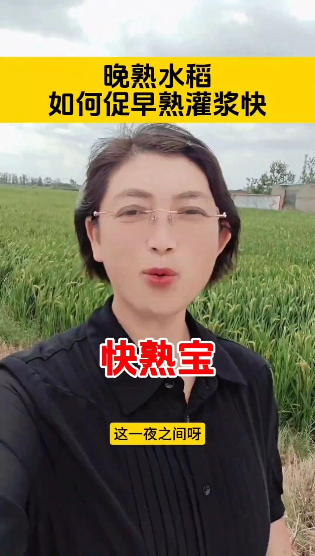 晚熟水稻如何管理 #快熟宝 #水稻种植 #水稻 #三农 #新农人计划2025
