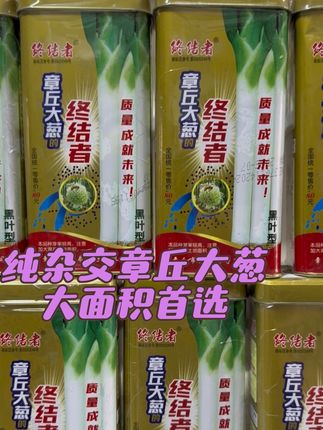 #杂交章丘大葱#抗倒大葱,