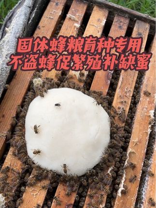#原创视频 #养蜂生活 #养蜂日记 #蜜蜂养殖 #农村养蜂人