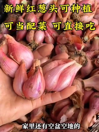 可食可种的红葱头来咯,可以做葱油酥,葱油肠粉酱,还可以种植的火葱头#优质农产品 #火葱头 #红葱头香葱 #家庭种植