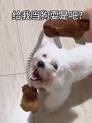 我转姐说:我真的马上要急了(十几块的快乐)#狗狗的心思都写在脸上了 #狗玩具